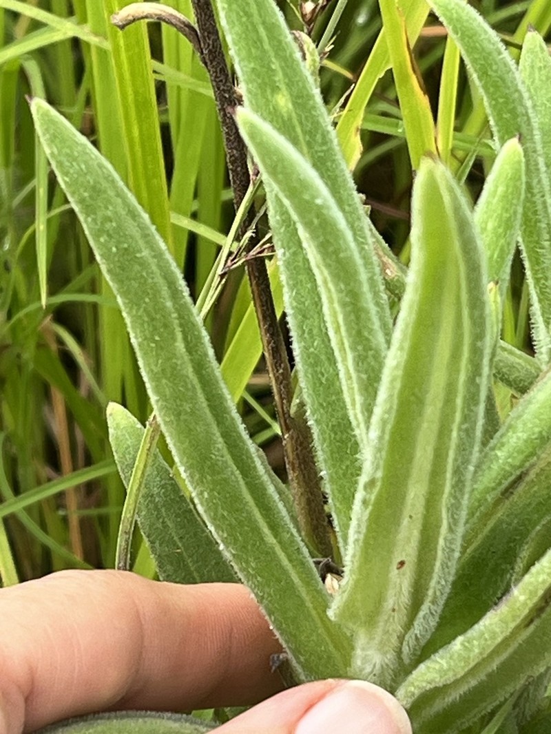 Xerochrysum strictum photo 4