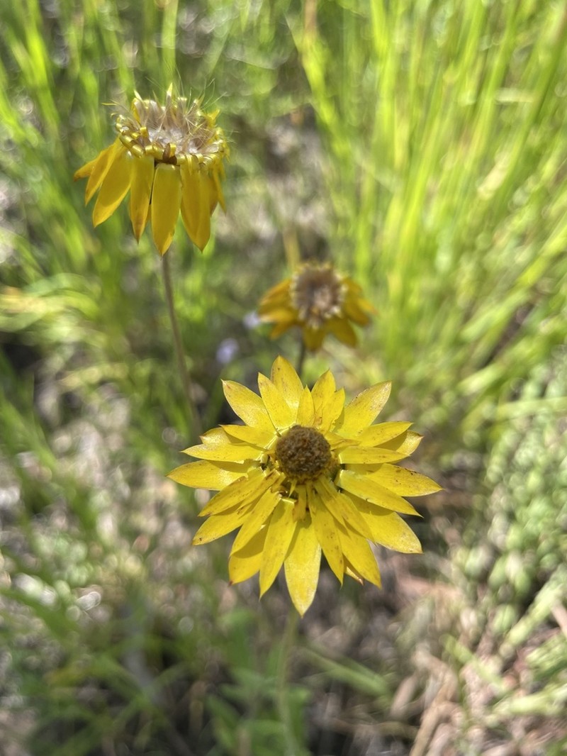Xerochrysum strictum photo 5