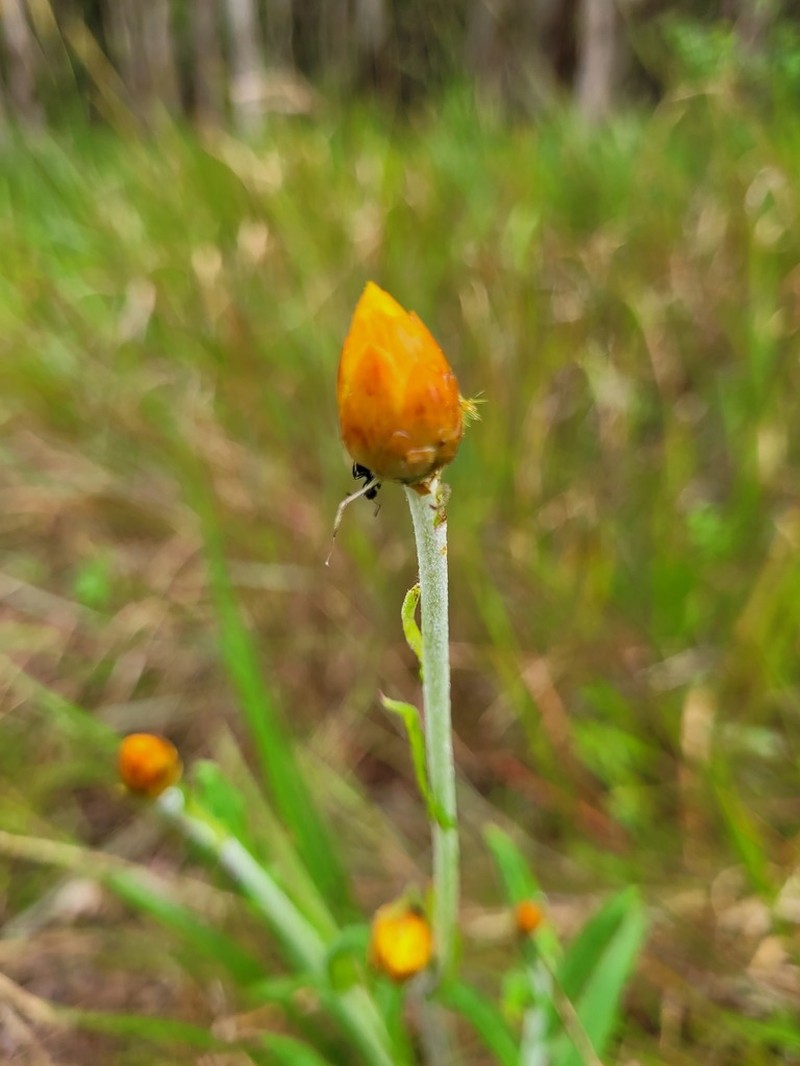 Xerochrysum strictum photo 6