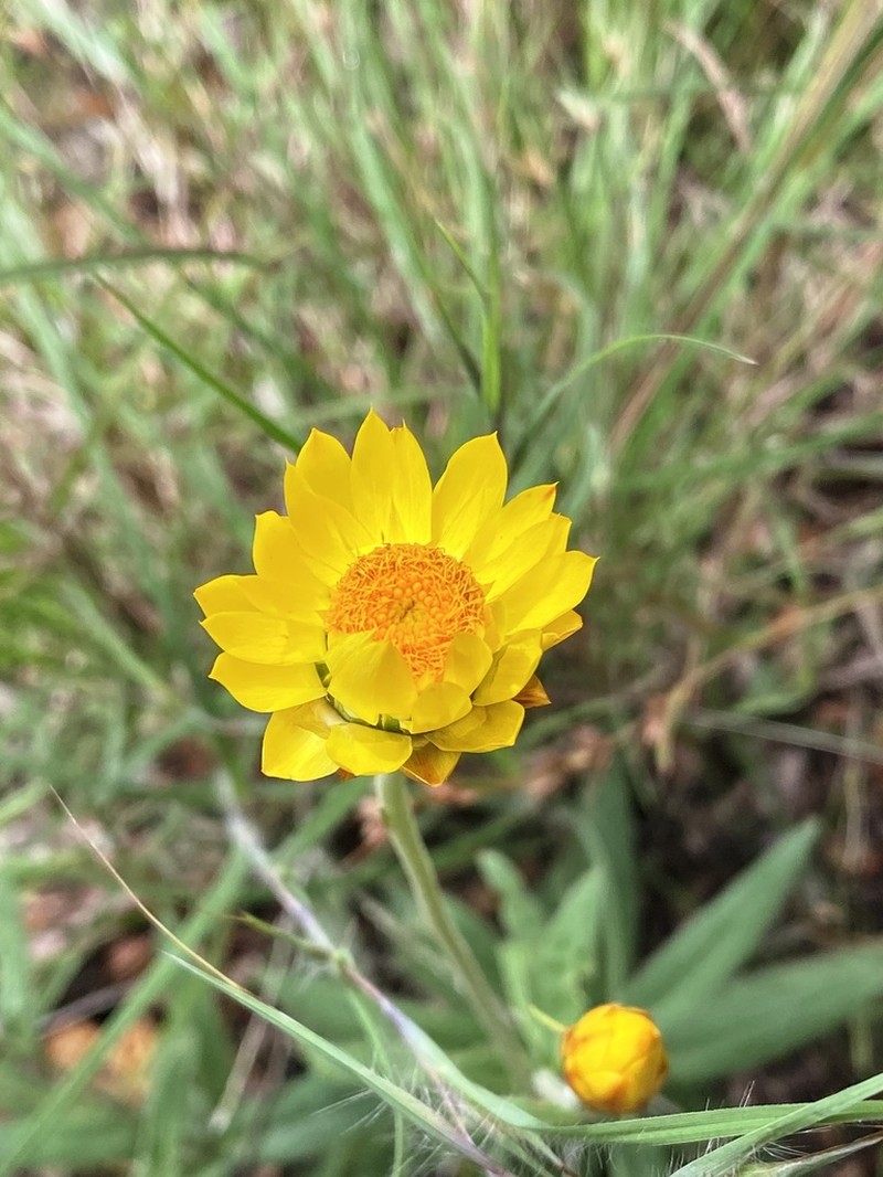 Xerochrysum strictum photo 7