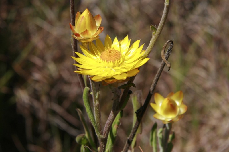Xerochrysum strictum photo 8
