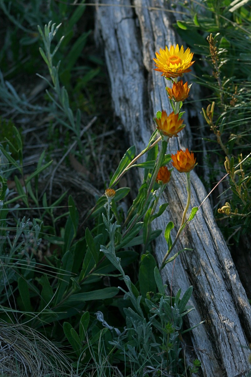 Xerochrysum subundulatum photo 2
