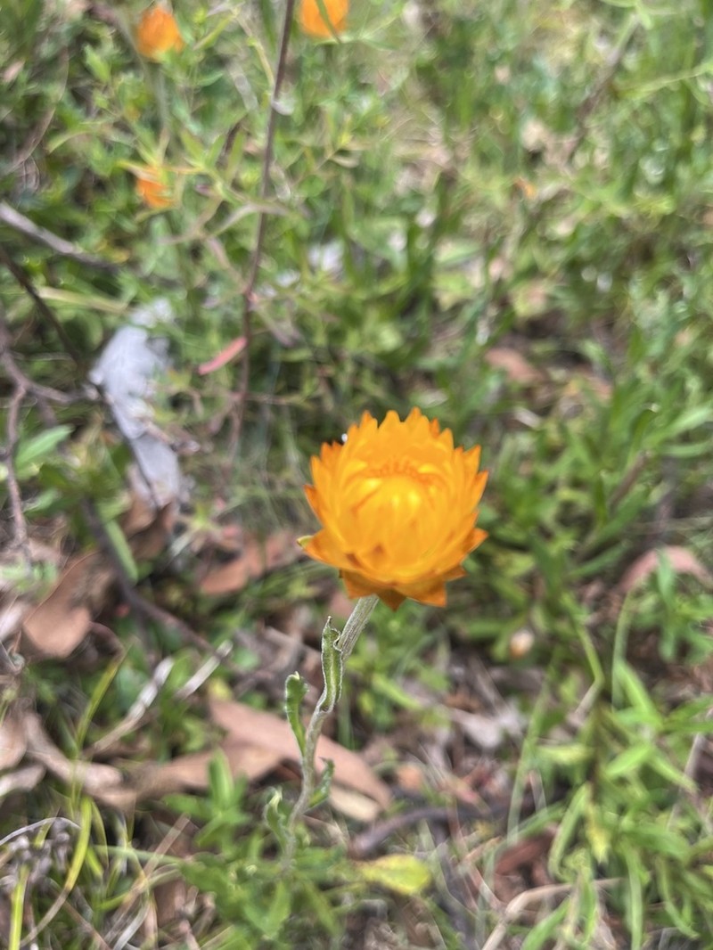 Xerochrysum subundulatum photo 3