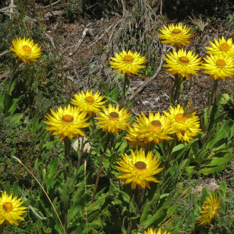 Xerochrysum subundulatum photo 4