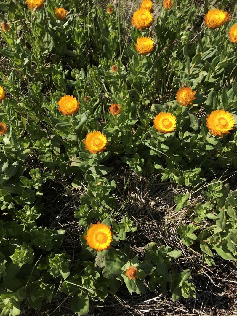 Xerochrysum subundulatum photo 5