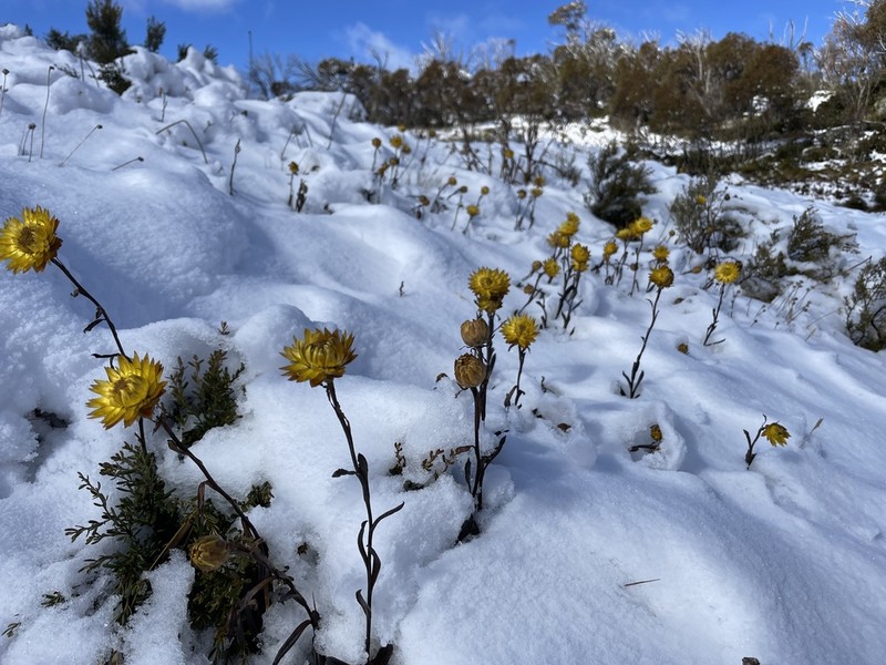 Xerochrysum subundulatum photo 6