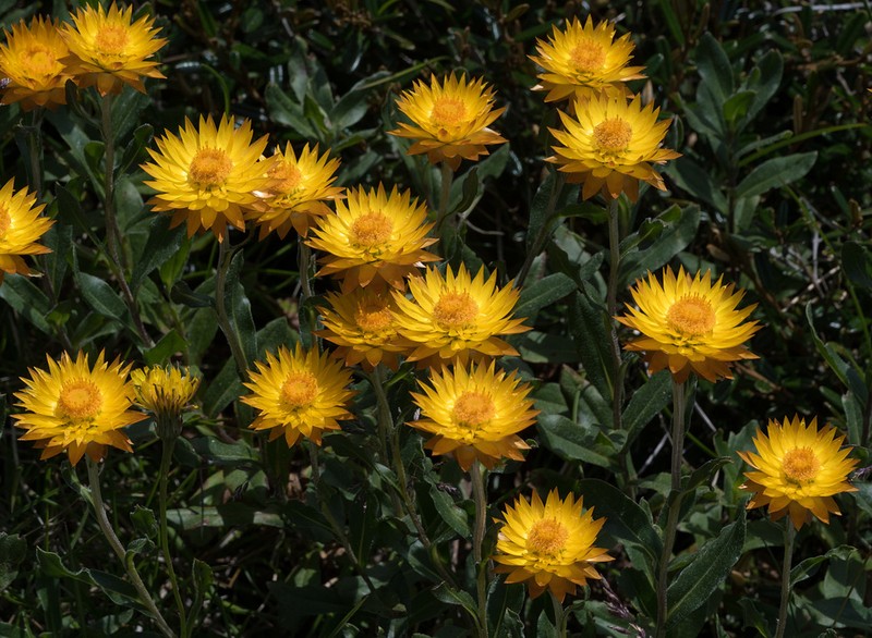 Xerochrysum subundulatum photo 7