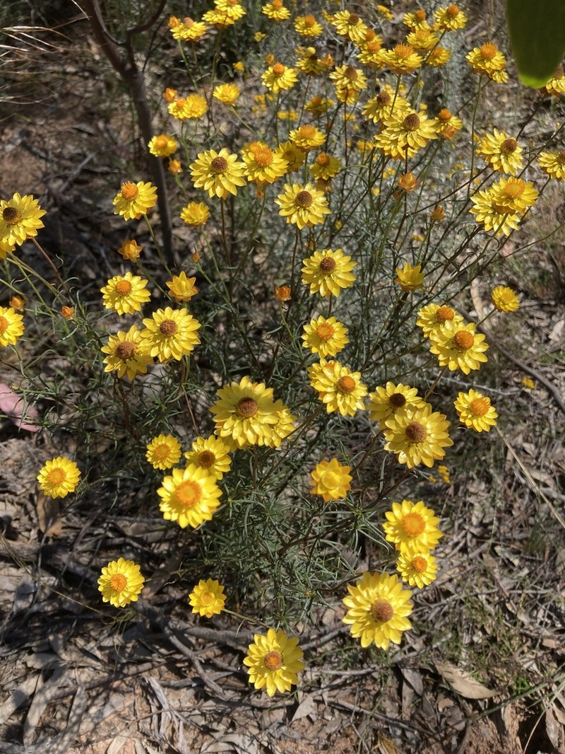 Xerochrysum viscosum photo 2