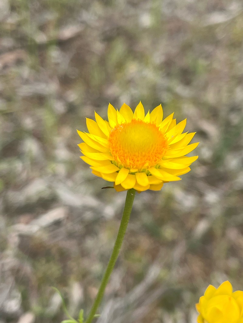 Xerochrysum viscosum photo 3