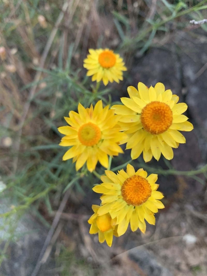 Xerochrysum viscosum photo 4