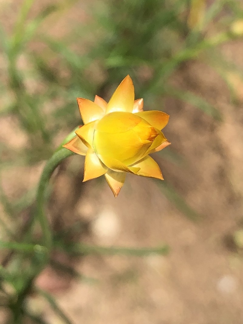 Xerochrysum viscosum photo 5