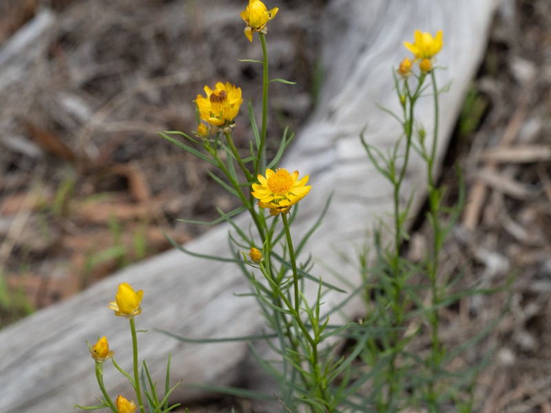 Xerochrysum viscosum photo 6