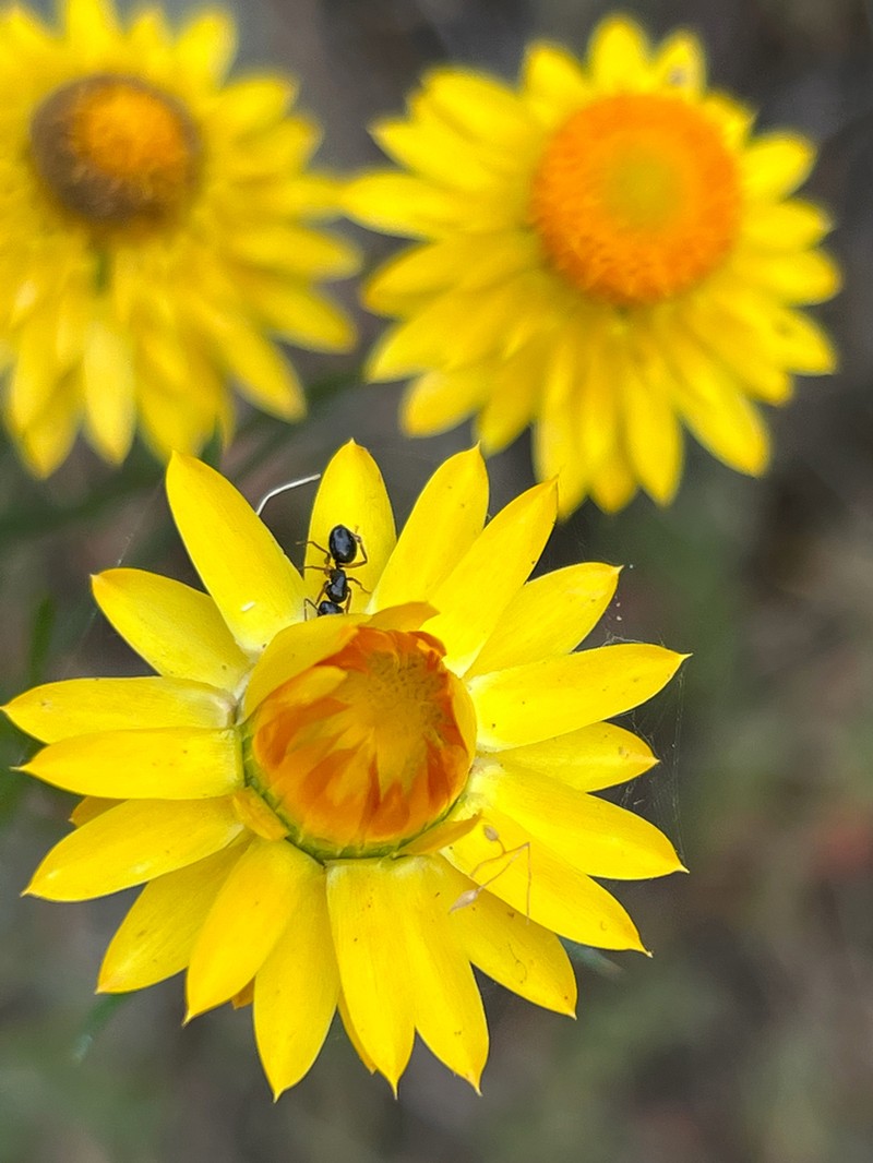 Xerochrysum viscosum photo 7