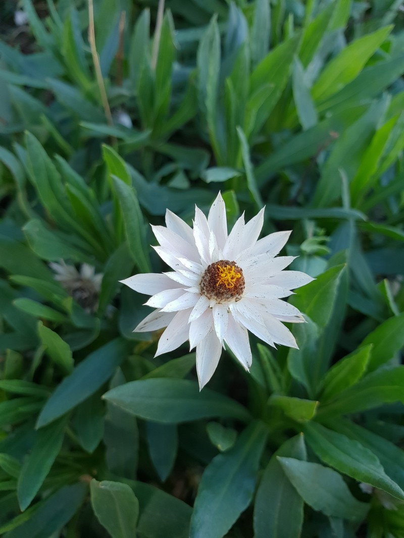 Xerochrysum wilsonii