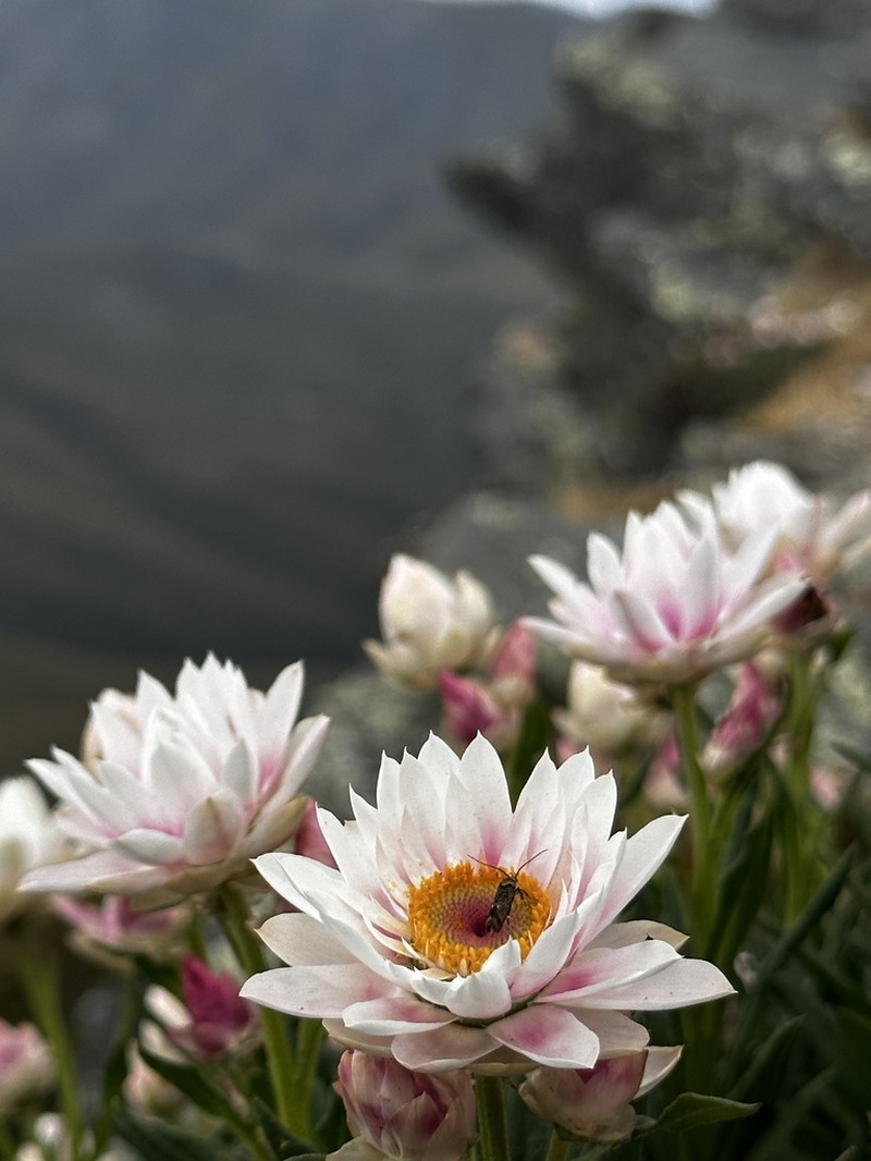 Xerochrysum wilsonii photo 3
