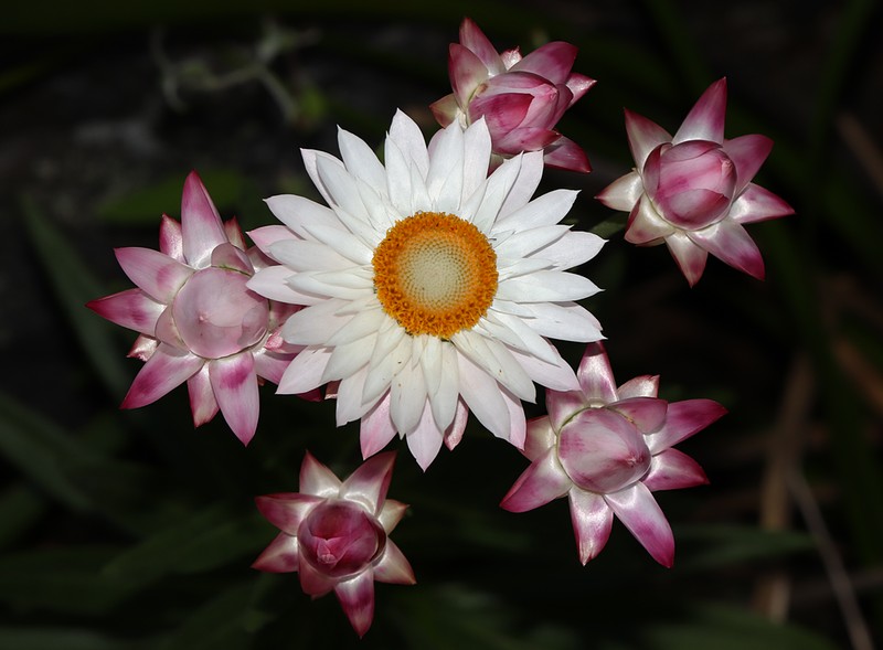 Xerochrysum wilsonii photo 4