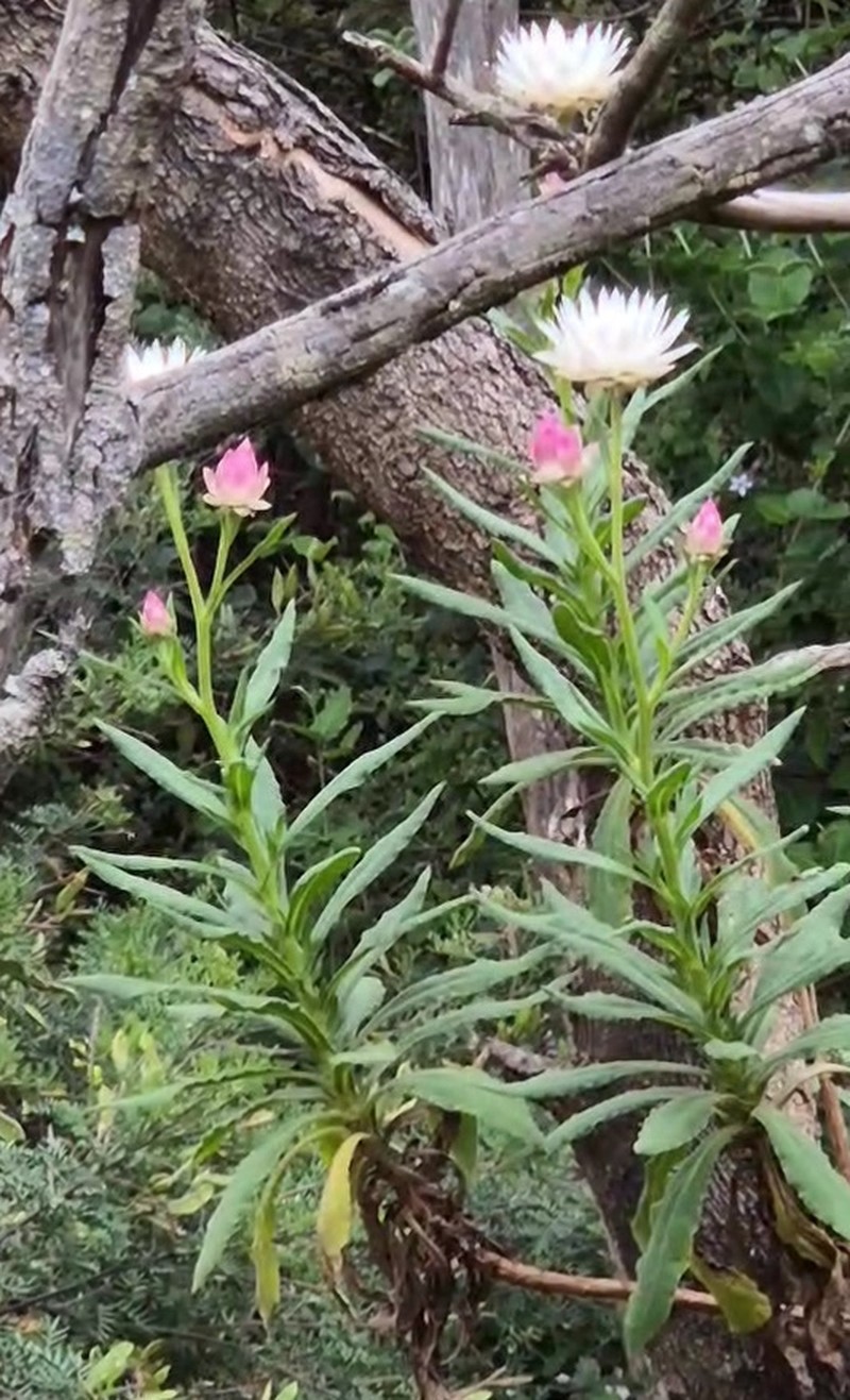 Xerochrysum wilsonii photo 5