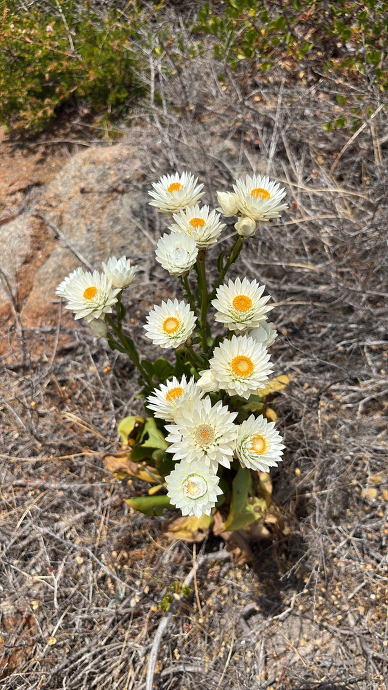 Xerochrysum wilsonii photo 6