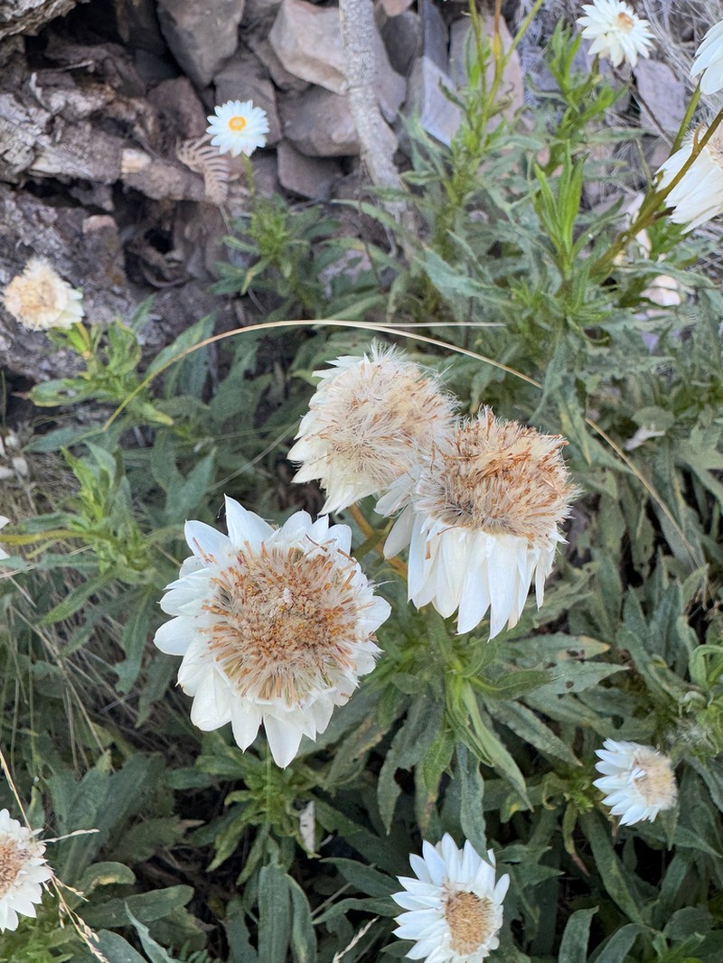 Xerochrysum wilsonii photo 7
