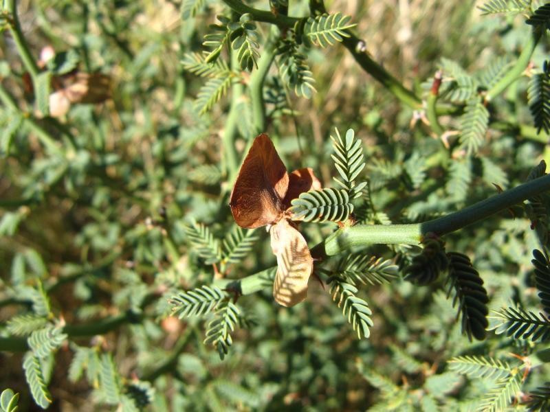 Xerocladia viridiramis