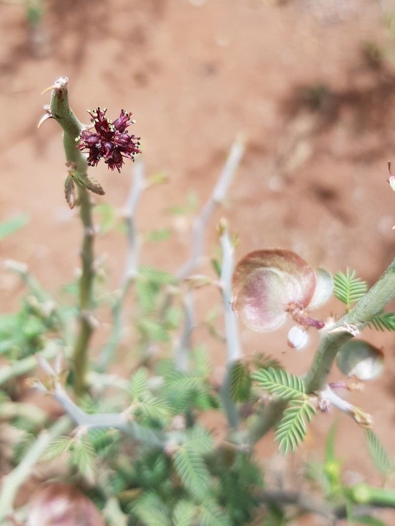 Xerocladia viridiramis photo 2