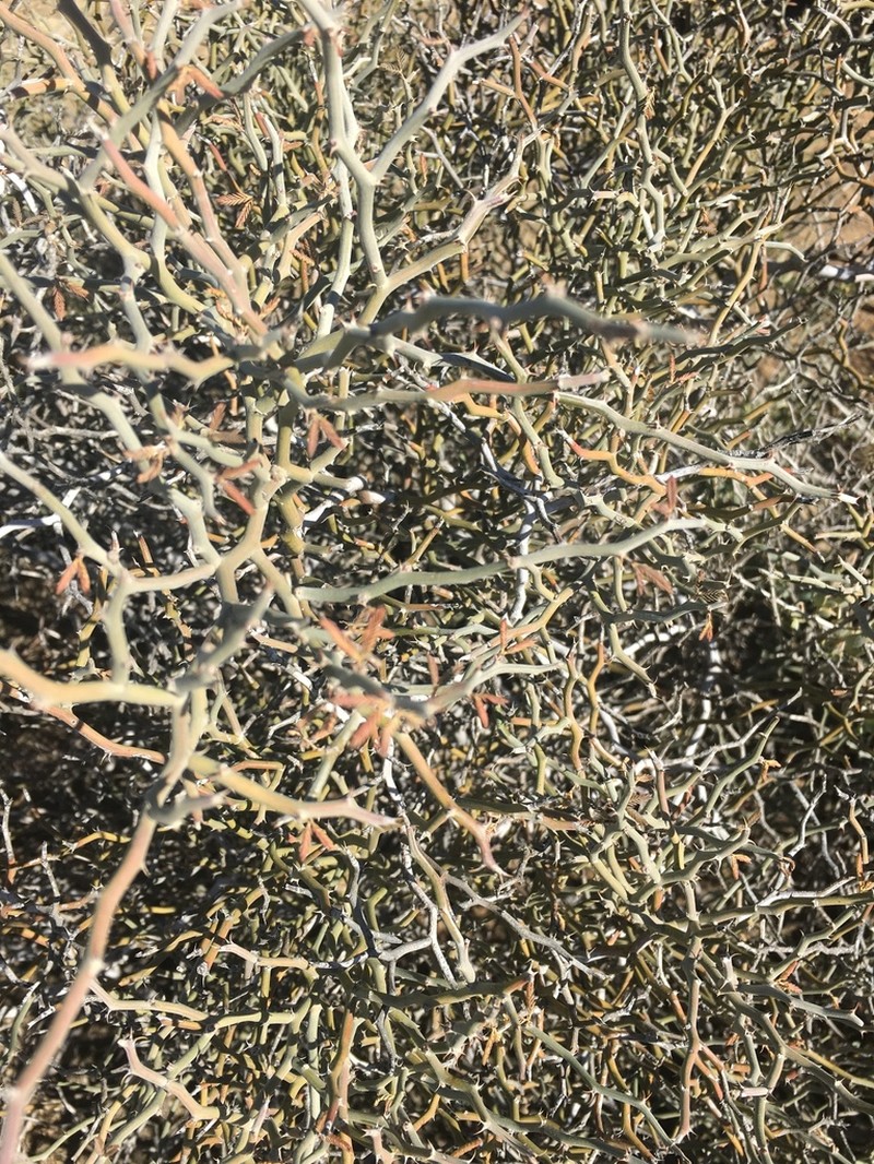 Xerocladia viridiramis photo 3