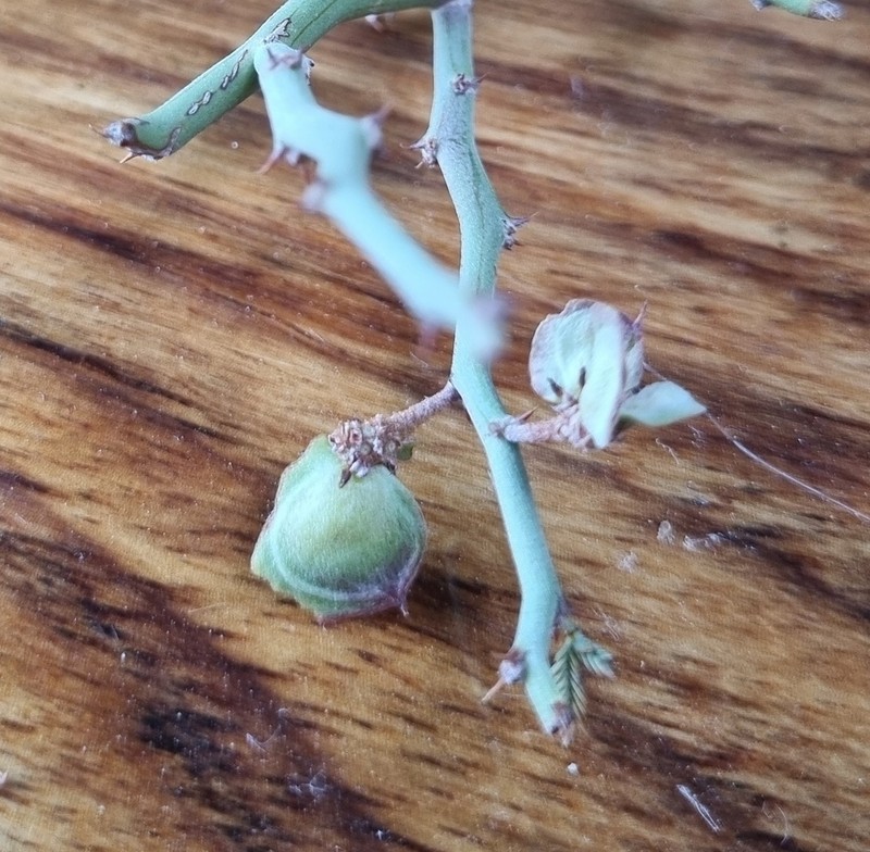 Xerocladia viridiramis photo 4