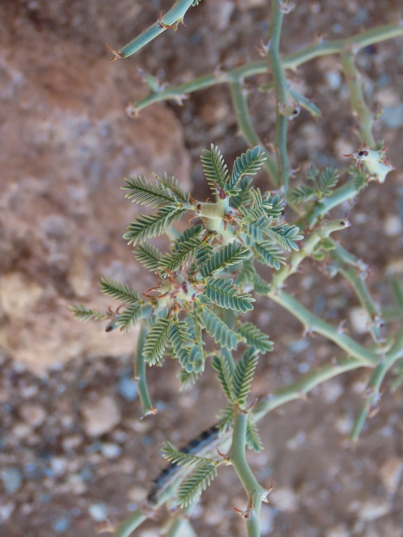 Xerocladia viridiramis photo 5