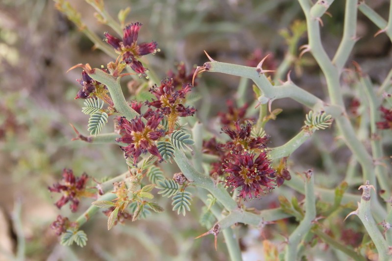 Xerocladia viridiramis photo 7