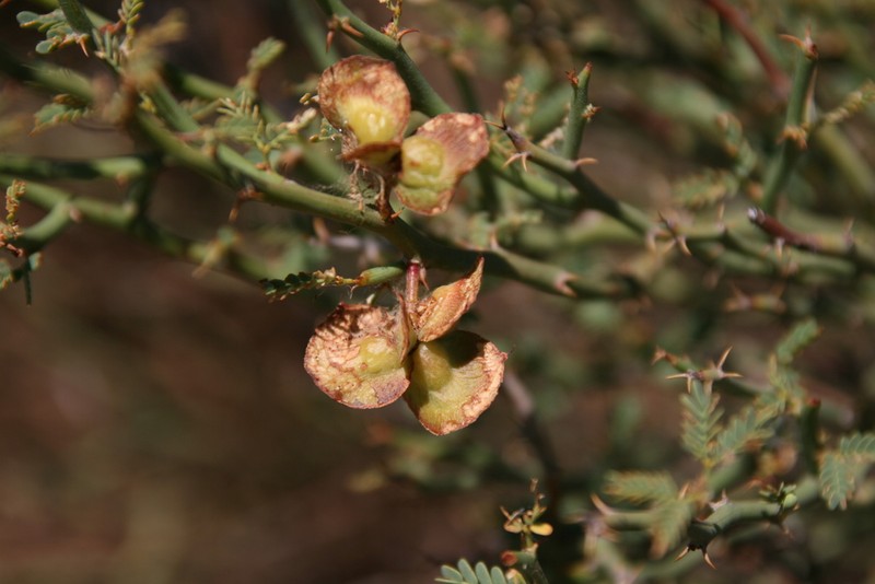 Xerocladia viridiramis photo 8