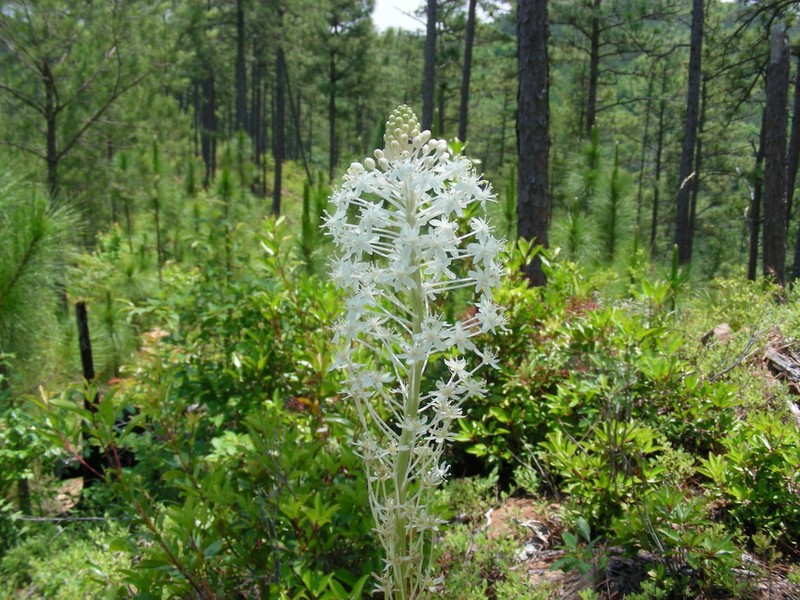 Eastern Turkeybeard photo 3