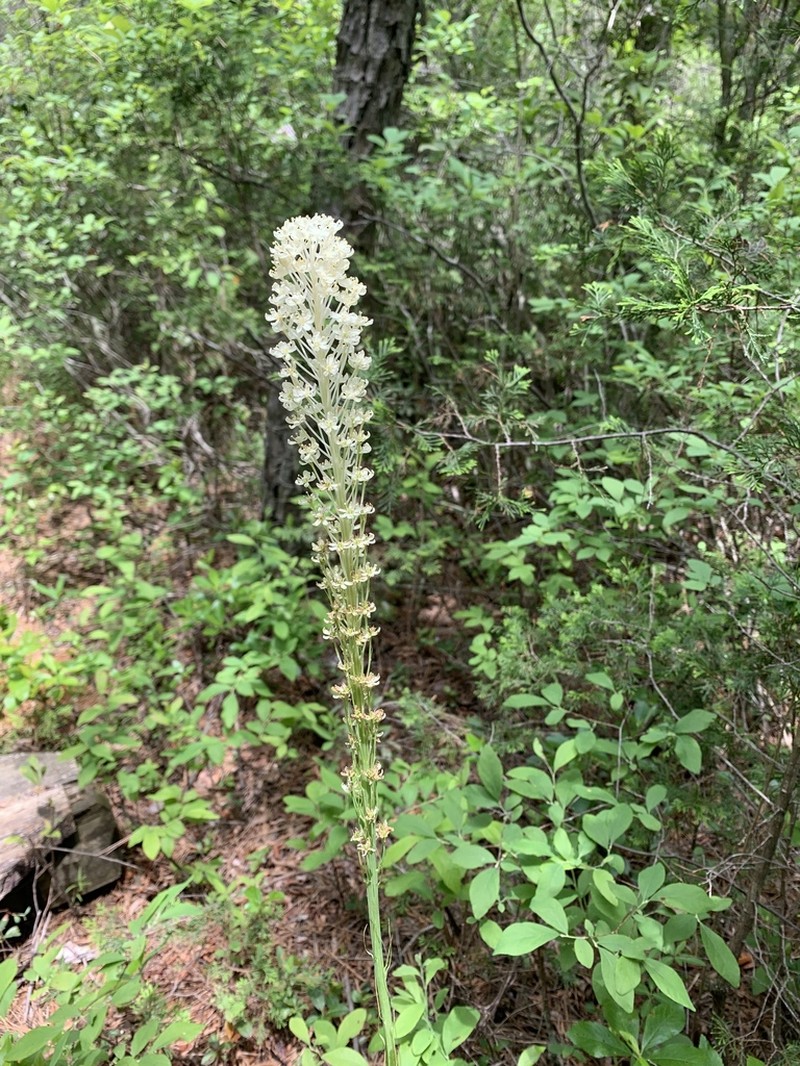 Eastern Turkeybeard photo 4