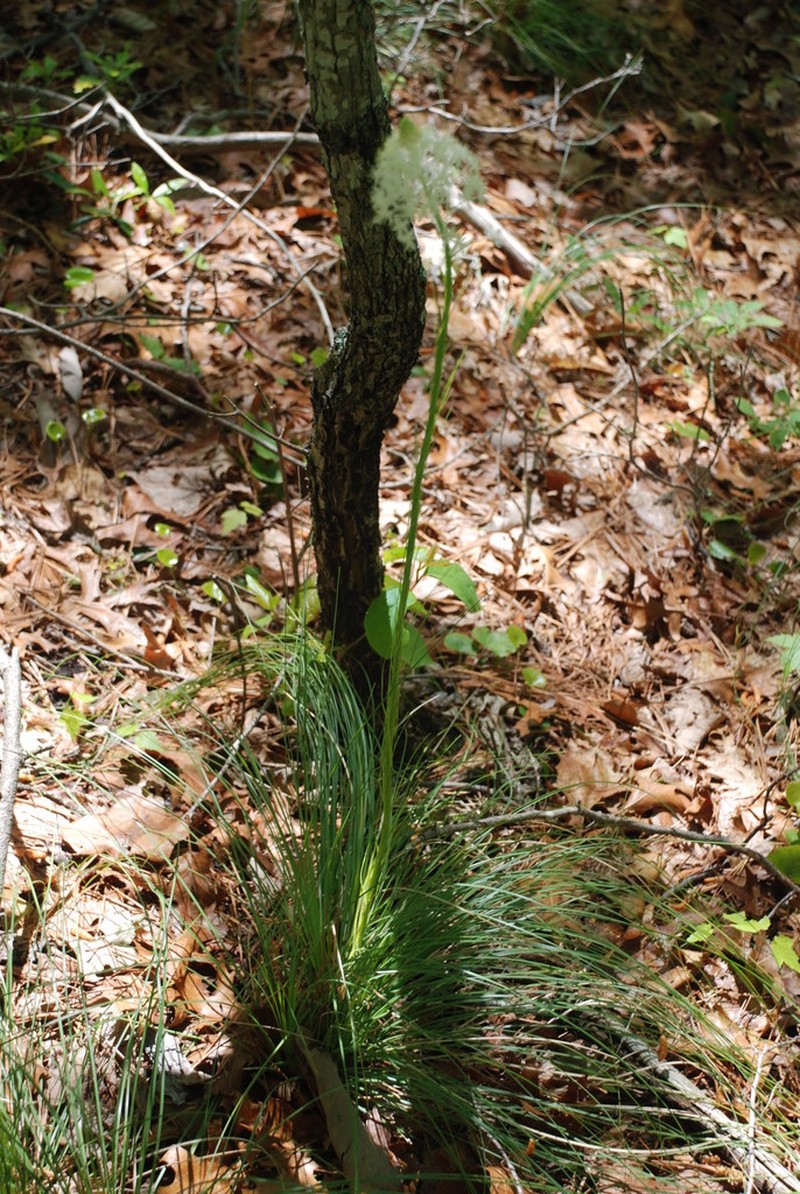 Eastern Turkeybeard photo 5