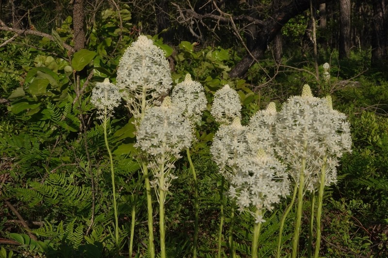 Eastern Turkeybeard photo 8