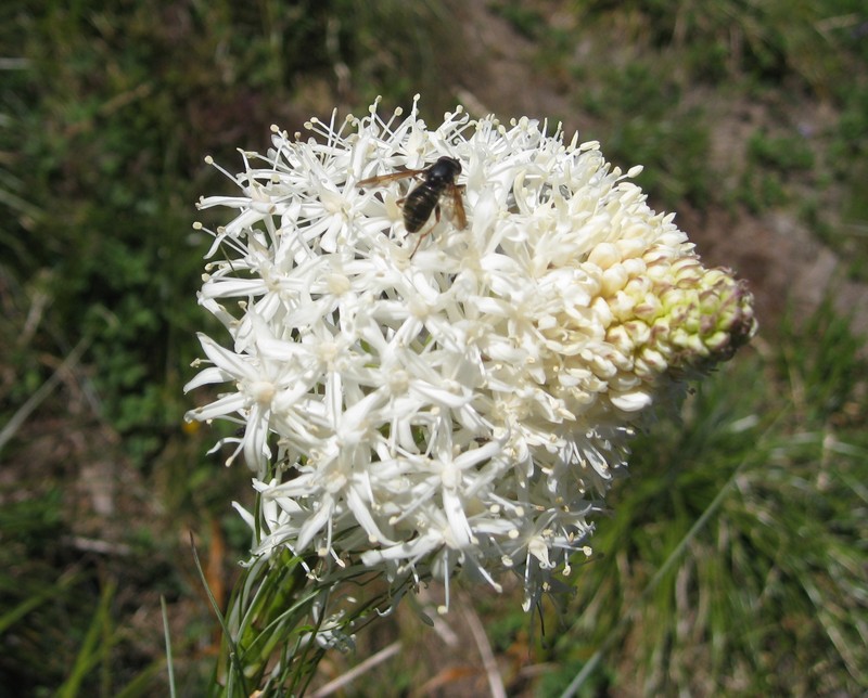 Common Beargrass photo 2