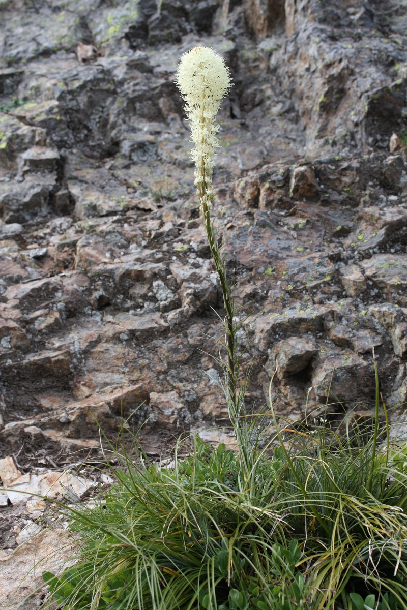 Common Beargrass photo 3