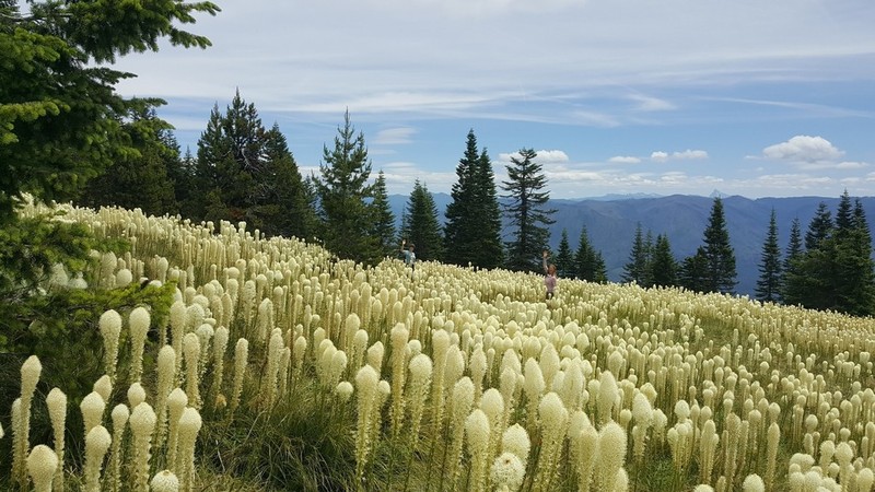 Common Beargrass photo 4