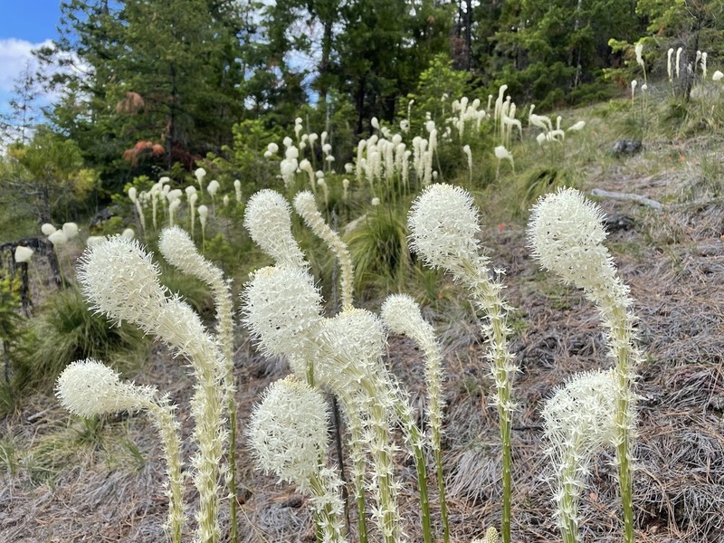 Common Beargrass photo 5