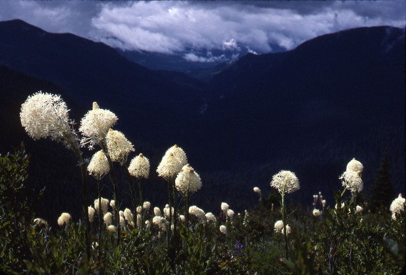 Common Beargrass photo 6