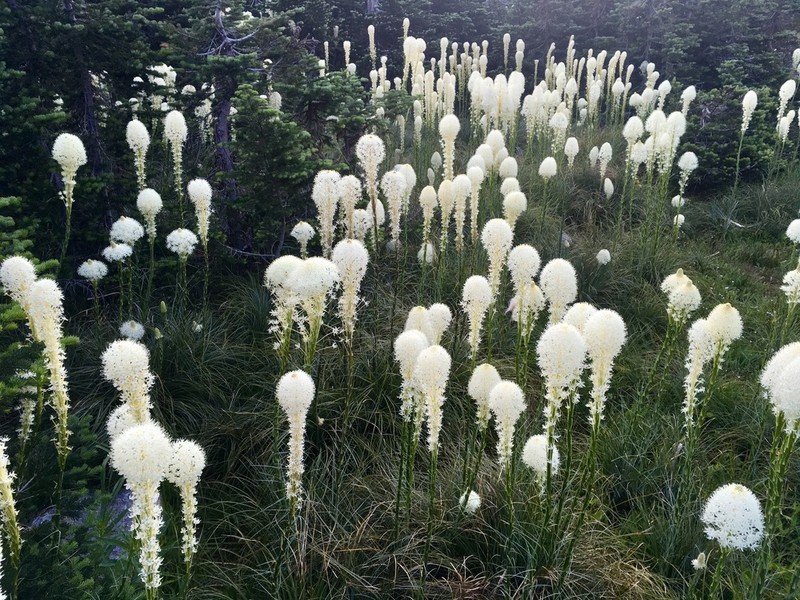 Common Beargrass photo 7