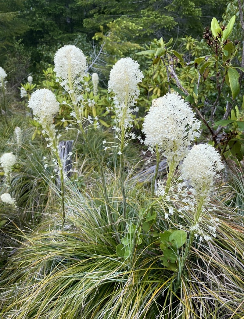 Common Beargrass photo 8