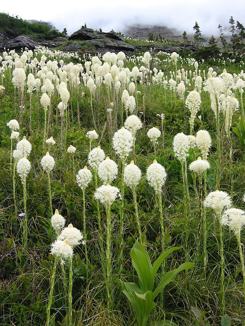 Common Beargrass