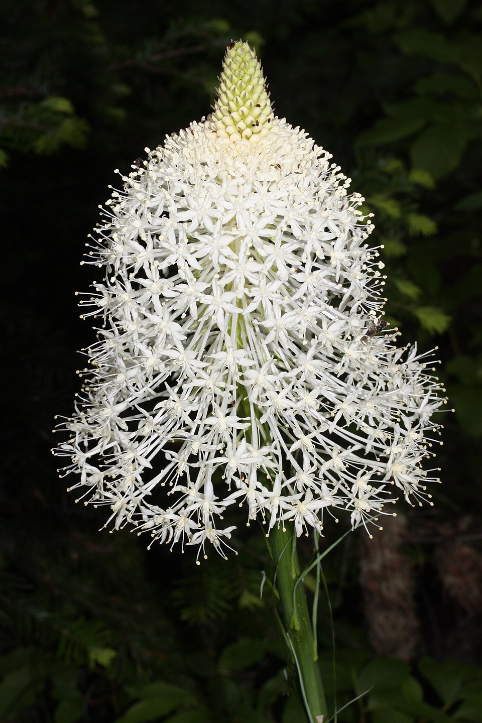 Common Beargrass photo 4