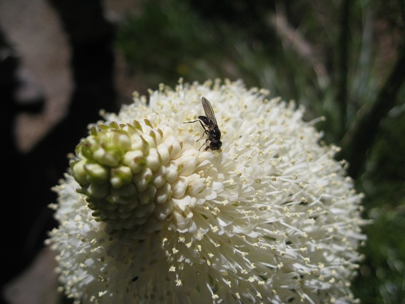 Common Beargrass photo 5