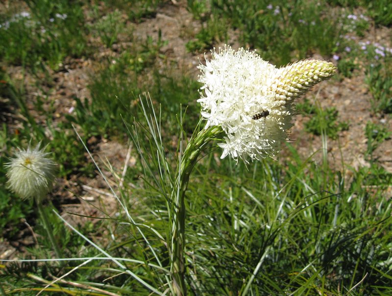 Common Beargrass photo 6