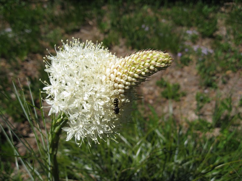 Common Beargrass photo 7