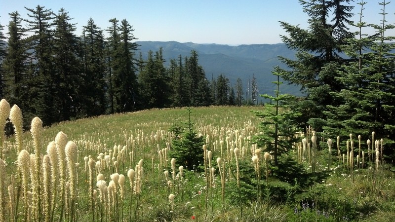 Common Beargrass photo 8
