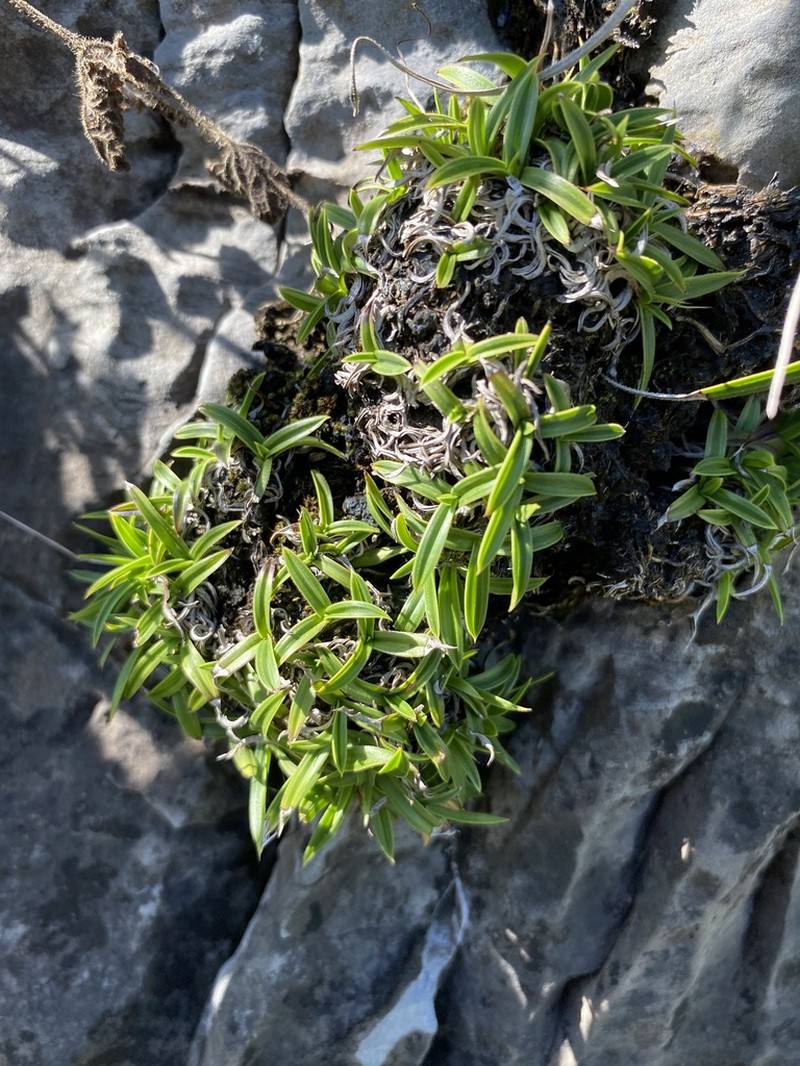 Xerophyta burrowsiorum