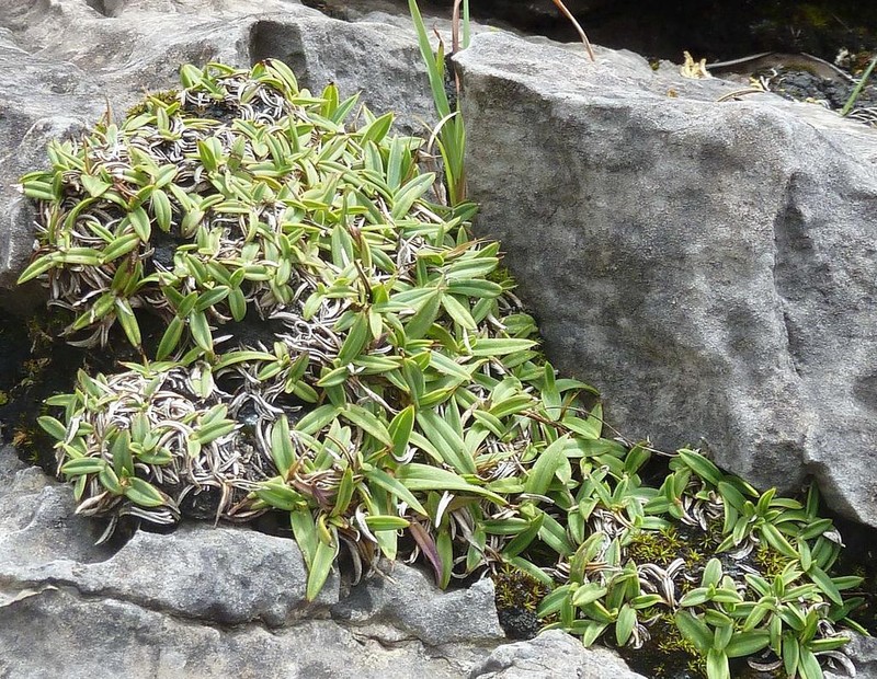 Xerophyta burrowsiorum photo 2