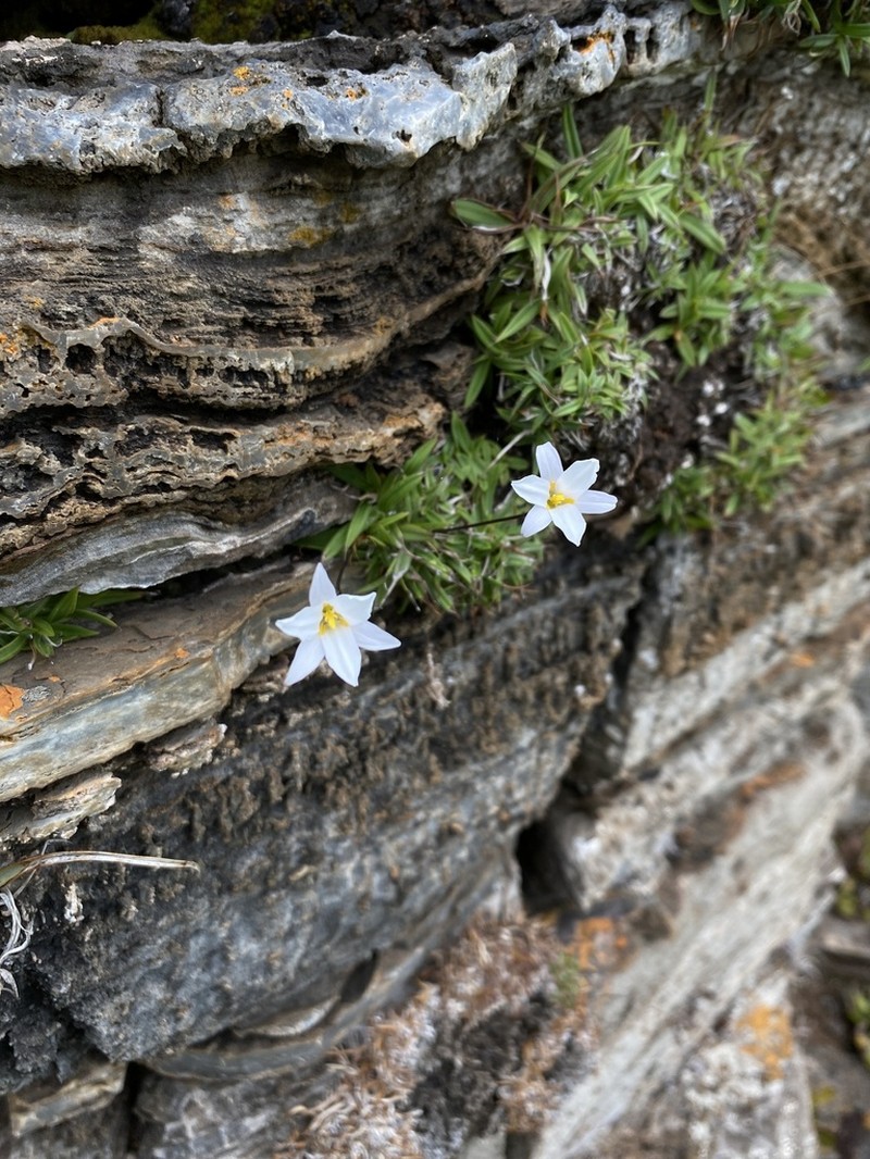 Xerophyta burrowsiorum photo 3